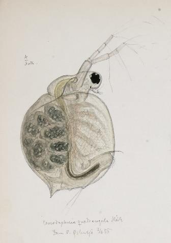 Den tredje vanligste, rovkreps Polyphemus pediculus, ble bare funnet i Lilletjern.