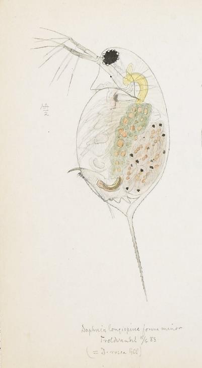 . Figur 5. Nåledafnie Daphnia longispina (tegning G.O. Sars). høyt humusinnhold kan den imidlertid tolerere lav ph.
