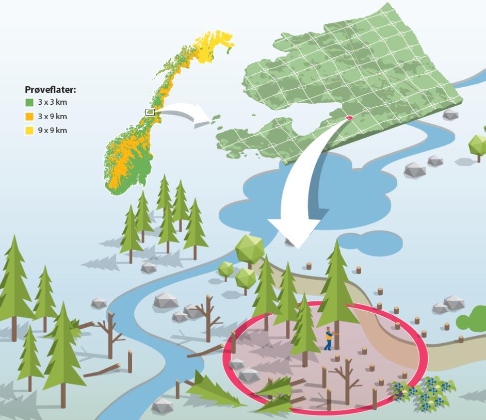 LANDSSKOGTAKSERINGEN 12 000 permanente prøveflater i skog Nye registreringer på de samme