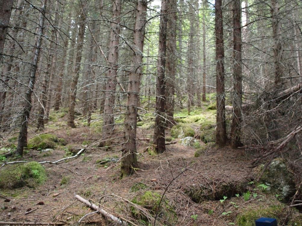 BalanC undersøker effekter av treslagsskifte fra naturlig bjørke skog til rasktvoksende norsk gran på den totale karbonbalansen i skogøkosystemet, gjennom å kvantifisere endringer i