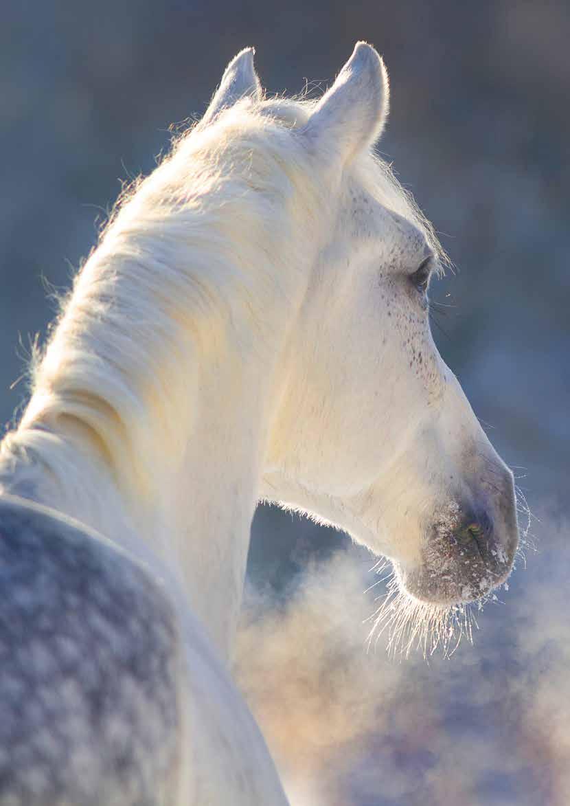 HEST & RIDNING GODT FOR KROPP OG SJEL RYTTEREN HAR HØYERE PULS ENN HESTEN Alle som har stått i nærheten av mållinjen enten det er sprang, dressur eller en terrengprøve, vet at rytteren ofte er ganske