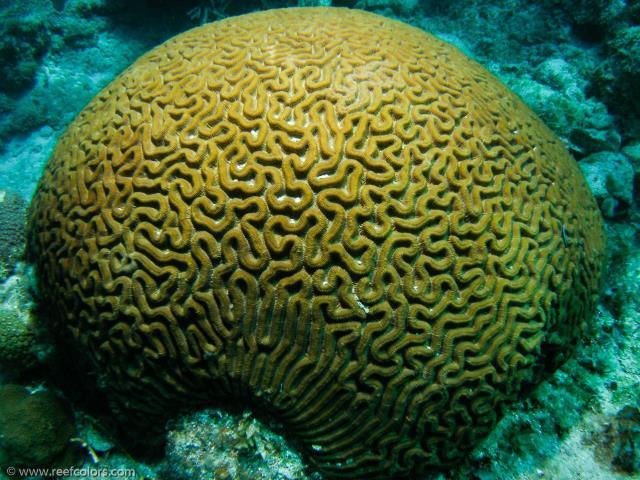 Postglasiale globale havnivåendringer Koraller vokser i nærheten av havflaten (vanligvis begrenset til noen få meters dyp) Datering av