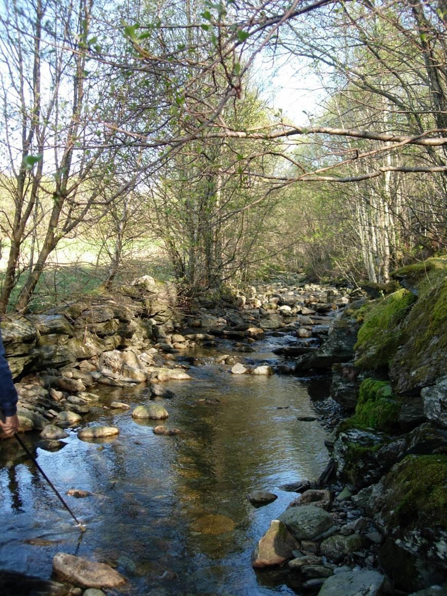 15. AUSEVIKELVA, FLORA Ausevikelva (UTM 32V 0301938-6828586) er omlag 8 m brei, relativt slak og har botnsubstrat som består av stein og grus. Vi fiska frå sjøen og opp til første brua.