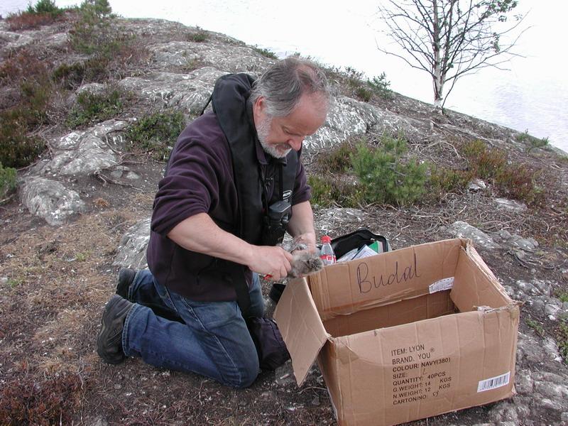 Figur 15. Morten Brandt ringmerker hettemåkeunger på Gåseskjæret i Væleren den 26. juni 2008.