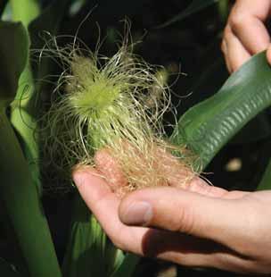 Dobra sinhronizacija cvetanja je znak dobre tolerancije kod hibrida kukuruza. Bolja sinhronizacija cvetanja kod DEKALB hibrida obezbeđuje više zrna na klipu na kraju viši prinos.