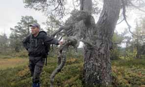 Skogeier Knut Berg fra Hallingdal var forut for sin tid da han tilbød seg å legge skogbruket dødt i Buvasslia mot en betaling.