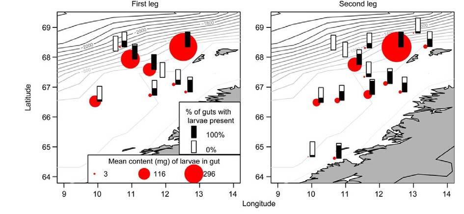 Figur 5. Predasjon av makrell på sildelarver (fra Skaret et al 2015). Det er viktig at denne typen studier vinkles slik at kunnskapen kan brukes inn mot rådgivning.