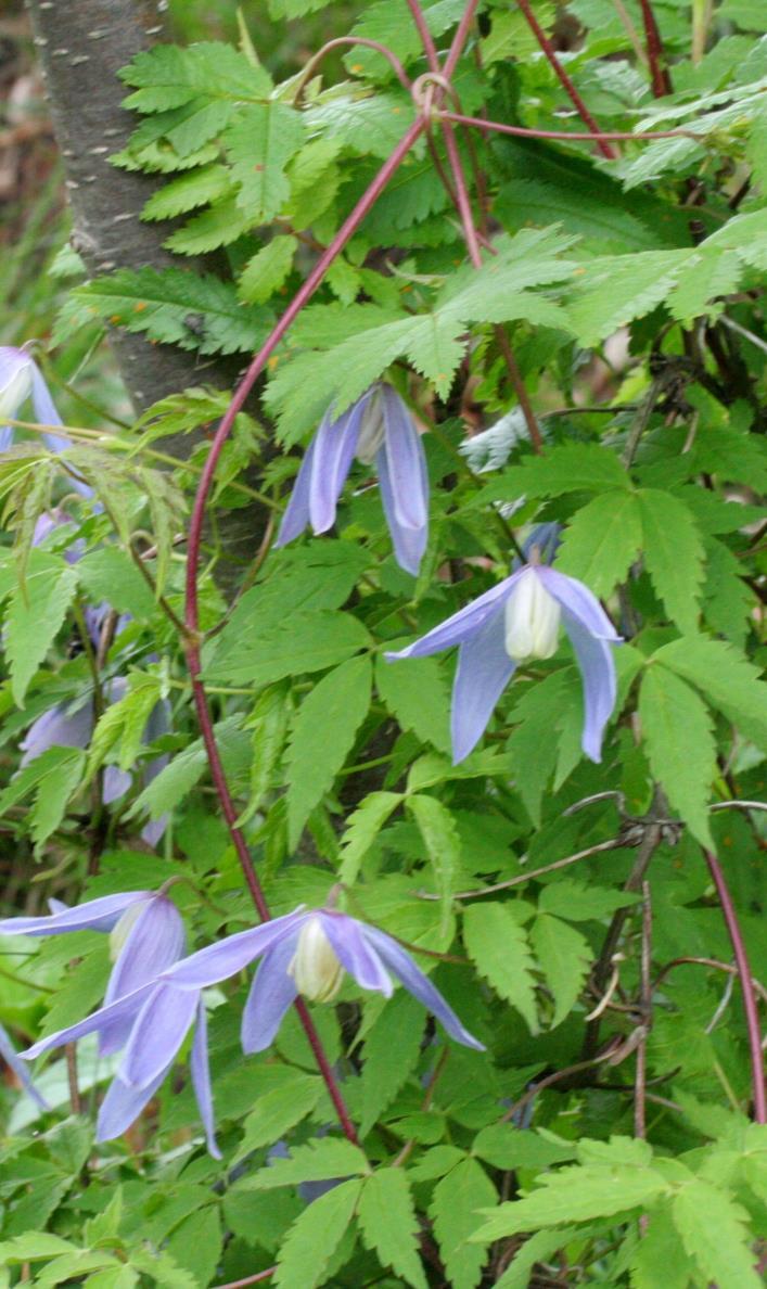 Alperanke Clematis alpina Alperanke Clematis alpina 2018: HI (LO) 2012: SE Hvor kom arten fra?