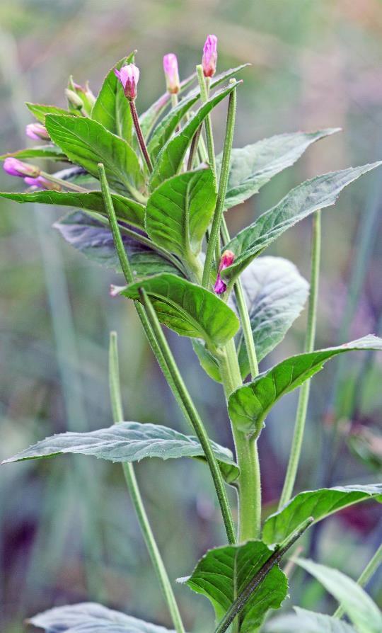 Ugrasmjølke Ugrasmjølke Epilobium ciliatum ciliatum Ugrasmjølke Svært høy risiko Hvor kom arten fra?