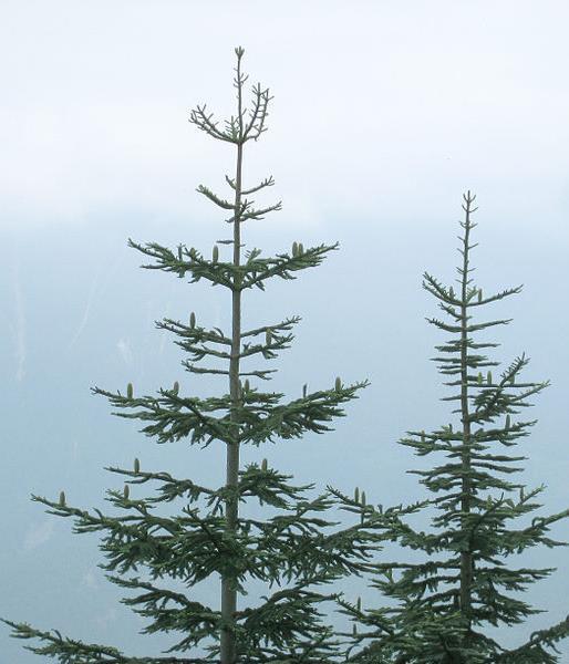 Fjelledelgran Abies lasiocarpa Lav risiko i dag, hva