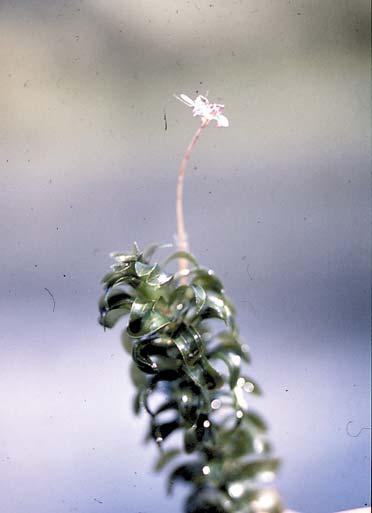 1. Innledning Vasspest (Elodea canadensis) er en nordamerikansk vannplante som kom til Europa omkring 1840, og ble første gang registrert i Norge i 1925 (Østensjøvannet).