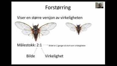 20-25 -Bruke koordinater til å beskrive plassering og bevegelse i et