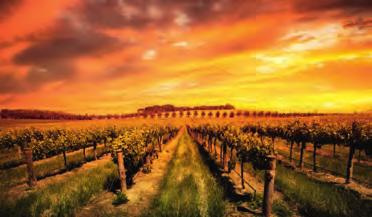 38 Australia - New South Wales New South Wales - Australia 39 Hunter Valley To timers kjøring nord for Sydney ligger Hunter Valley, et av Australias mest kjente vinområder.