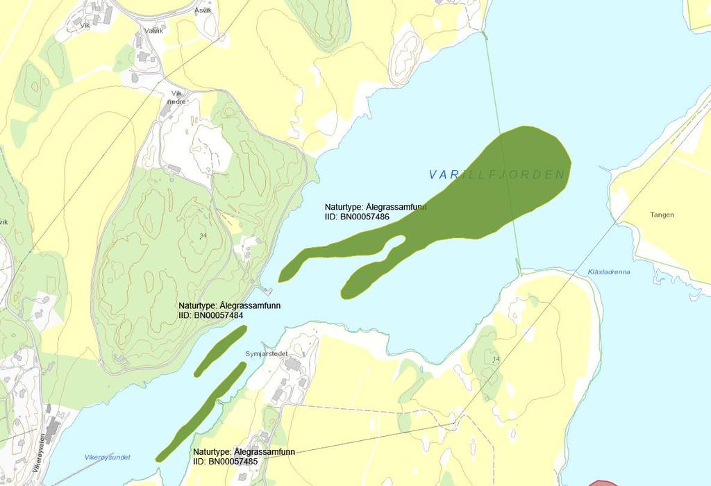 Figur 5: Ålegrassengen i Indre Viksfjord, Varildfjorden. 5.3 c) Tiltak, areal, hvordan prosjektet er planlagt gjennomført Tiltaksmålet er den truede forekomsten av naturtypen ålegrasseng i indre Viksfjord med ID-nummer BN00057486 (Naturbasen).