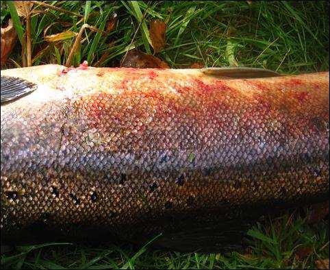 "Costia"-utbrudd på laks i Årdalselven i august 2013 Kraftig utbrudd med meget høye parasittkonsentrasjoner i august. Utbruddet gikk tilbake i løpet av september.