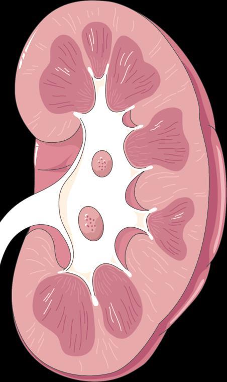 Linagliptin is the first DPP-4 inhibitor which is primarily excreted via bile and gut 1 Share of renal excretion 2, % Linagliptin= Trajenta 5 No dose adjustment and/or no additional