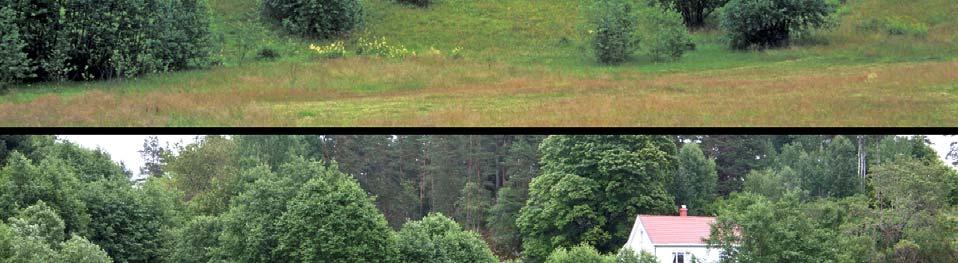 I Østlandets skogstrakter går 2 % av ulike typer hevdholdt jordbruksareal til villeng/skog.