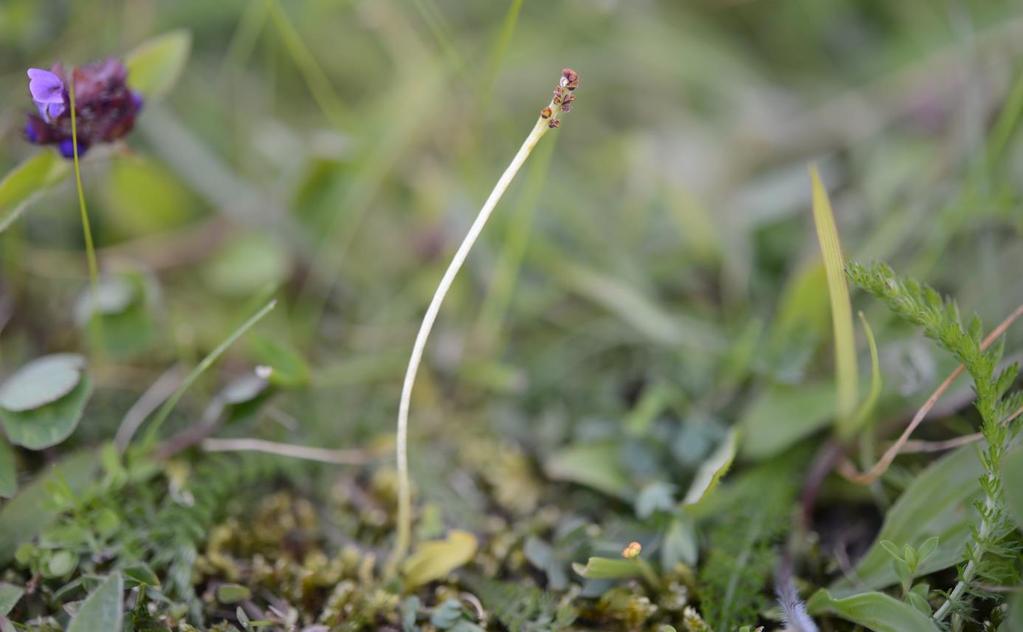 Høyde mindre enn 1 cm (markert med gul pil). Nesheim 14.06.2017. Dvergmarinøkkel, individ 2.