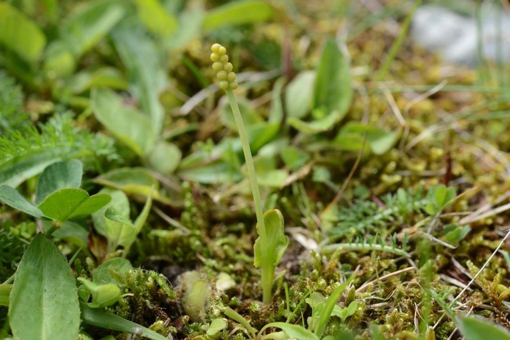 Dvergmarinøkkel, individ 3 er 4,5 cm høy. Nesheim 14.06.2017. ikke registrert i år. Derimot ble det funnet vanlig marinøkkel (B.