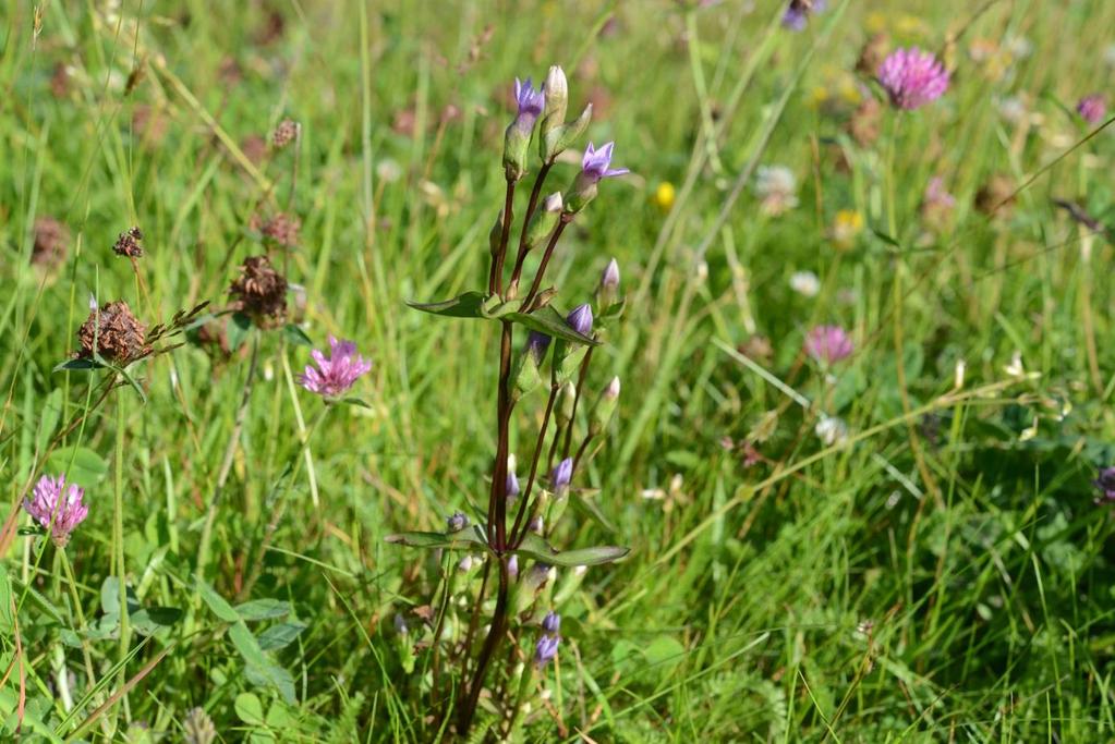 Bakkesøte (Gentianella campestris) er i Sveio kun