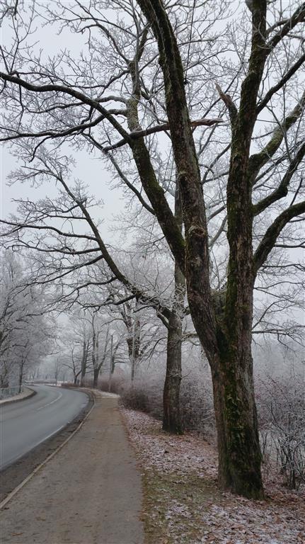 12 13 14 Figur 6. Bildet over viser først og fremst tre nr. 14, spisslønn.