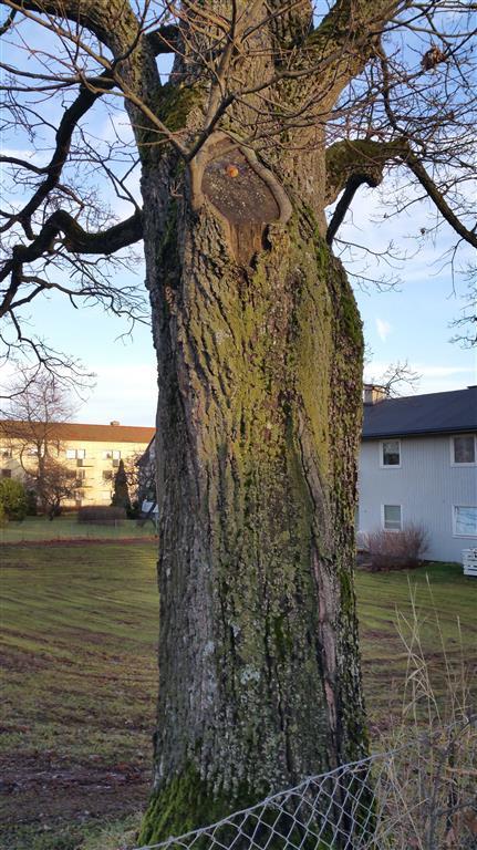 Treet deler seg med 2 stammer fra ca. 3 meter. Fra stammekløften og ned til basis er det dannet seg en sprekk som ser ut til å gå tvers gjennom stammen.