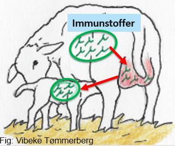 Immunrespons Egenbeskyttelse av voksne dyr Immunstoffer i råmelka gir beskyttelse av lam i ca. 3 mnd (klostridier) Vaksinen må gis to ganger for å stimulere en god immunrespons. Ca.