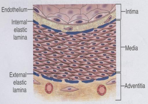 Blodkar Arterier Arterioler Kapillærer Venyler Vener Oppbygning: Tunica intima: endotelceller og litt bindevev Tunica media: glatt muskulatur og elastiske fibere Tunica adventitia: Bindevev med