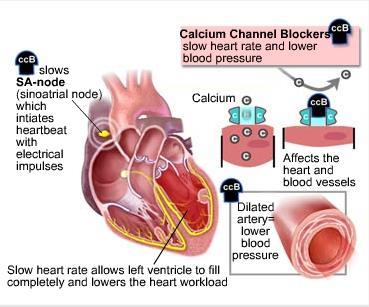 Kalsiumantagonister hemmer innstrømming av Ca2+ i hjertemuskelceller og glatte muskler i kar.