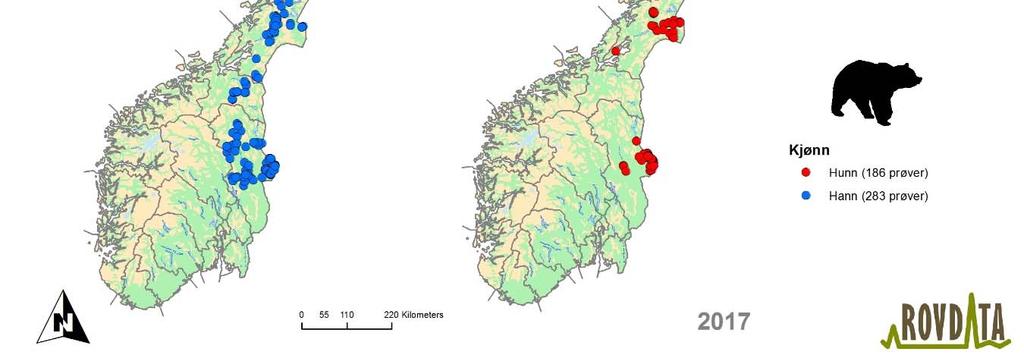 NINA Rapport 1494 3.3 Individer påvist i Norge i 2017 I 2017 ble det påvist 125 ulike bjørner basert på de 469 individbestemte prøvene.