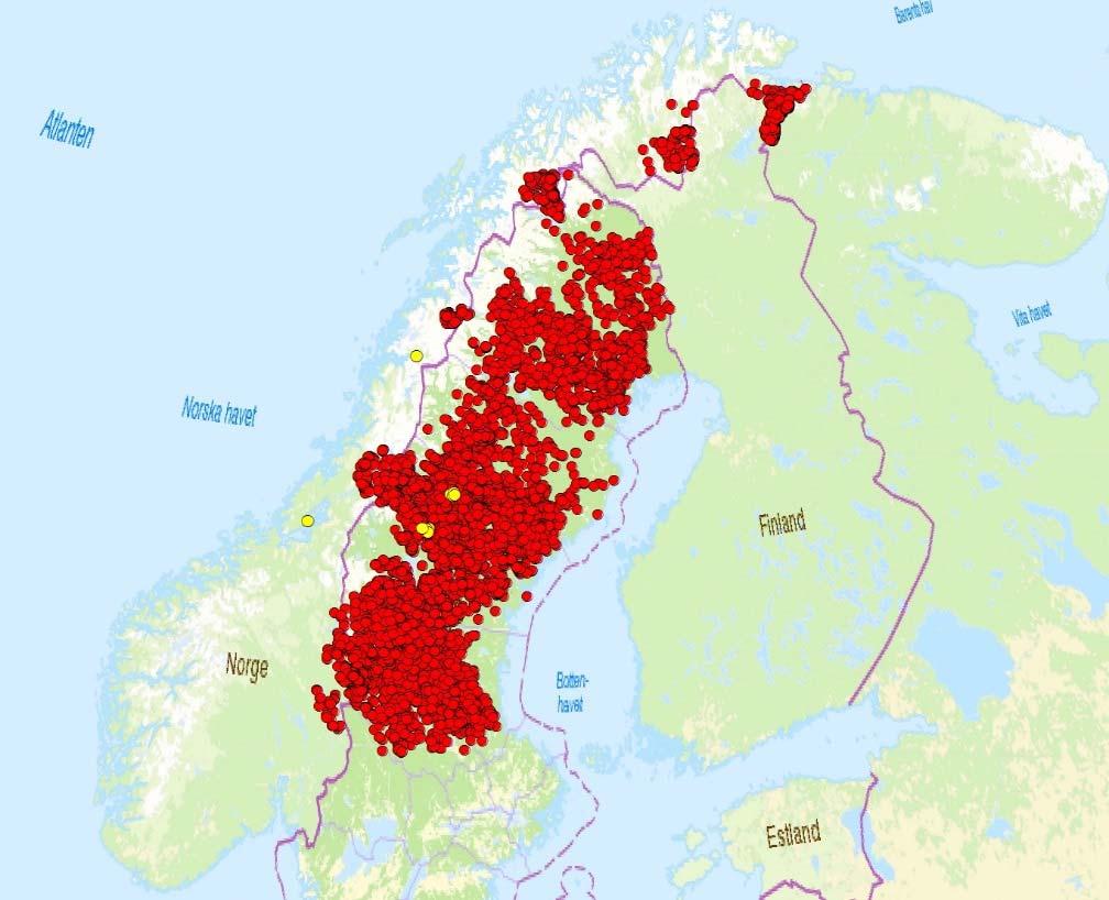 Kart til venstre viser oversikt over 70 hannbjørner (blå punkter) og kart til høyre viser oversikt over 55 hunnbjørner (røde punkter). Figur 6.