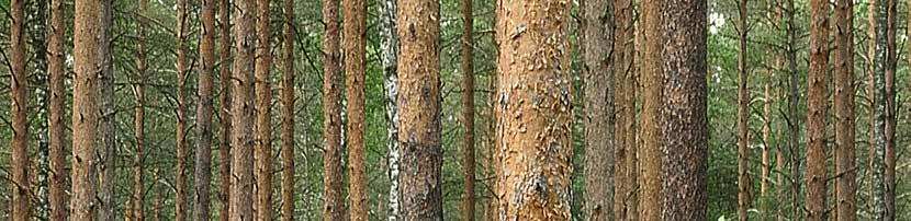 ESSENSEN AV SAGA WOOD Saga Wood er et grønt, bærekraftig produkt basert på