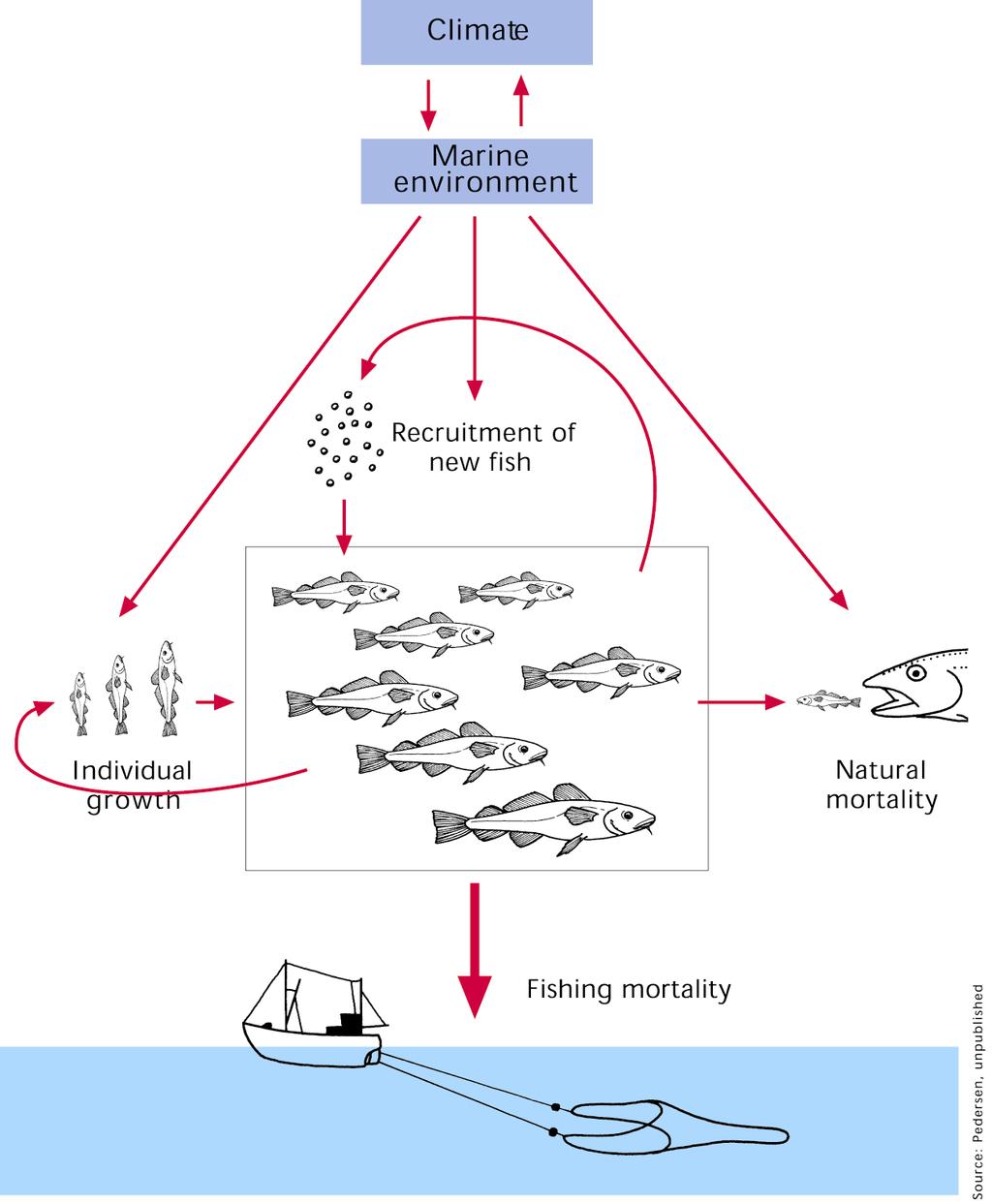 Fiskebestand variabel størrelse i konstant forandring som