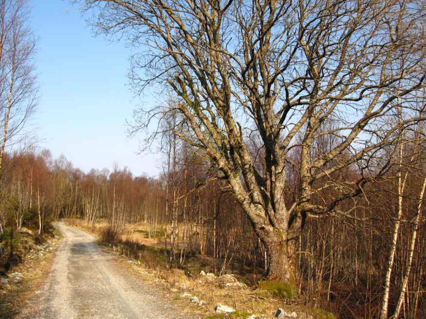 Kulturminner i landskapet: Det er ikke funnet spor av tufter eller eldre bosetning på tomta.