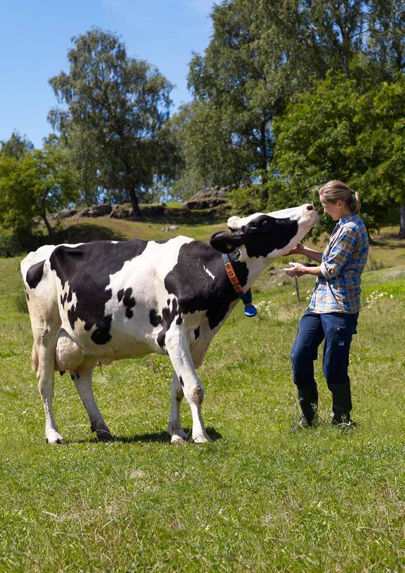 Sunne, produktive og lønnsomme dyr Sett kyrne fremst La oss innse det, kua er sentrum Ingen ku, ingen melk.