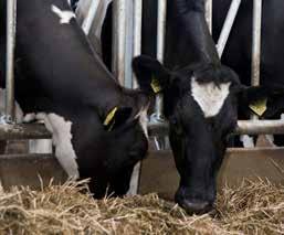 Det å sikre at store mengder rent vann er lett tilgjengelig for alle kyr er avgjørende for å maksimere melkeproduksjonen og et godt fôropptak.