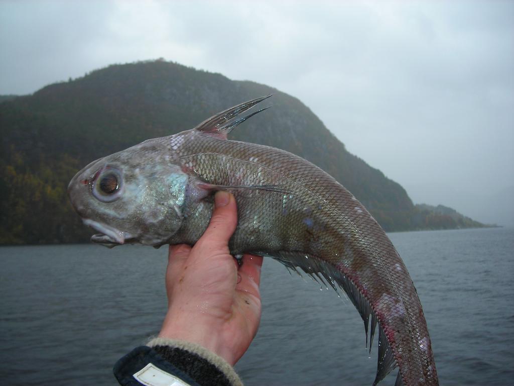 Skolest er vist på bildet nedenfor. Skolest (Coryphenoides rupestris). Spisskate (Dipturus oxyrinchus) er en art som utelukkende ble tatt på stormaskete garn i det indre området.