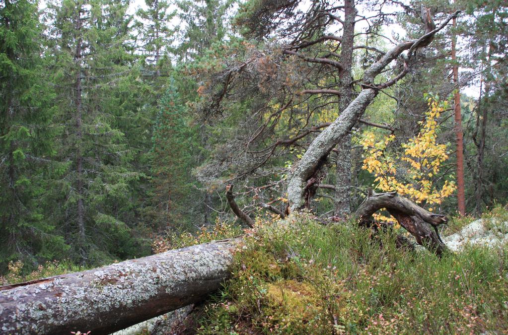 Beskrivelsessystemet I typesystemet er naturen delt inn i grunntyper ved hjelp av de viktigste lokale miljøvariablene.