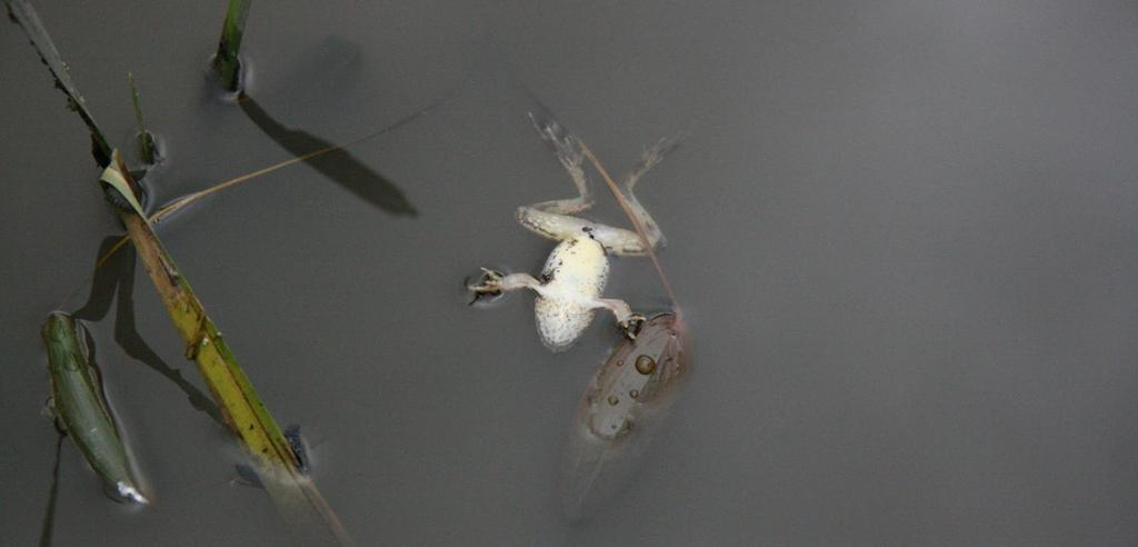 Observasjon - akutt dødelighet hos frosk etter