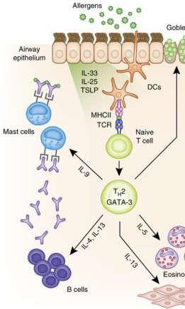 switch factor for IgE IL-5: growth and differentiation factor for eosinophils IL-13: