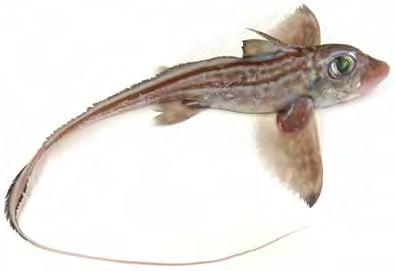 Havmus Bestand og bestandsutvikling Havmus er en vanlig fisk på dypt vann langs hele norskekysten og i store deler av Øst-Atlanteren.