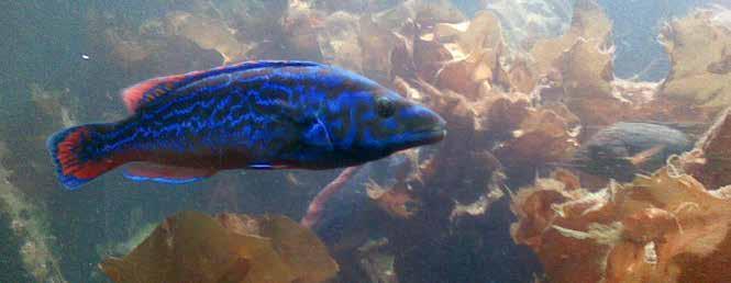 Leppefisk KYSTEN Bunntilknyttede ressurser Blåstål. De enkelte artene Bergnebb er den minste, men vanligste av leppefiskene våre.