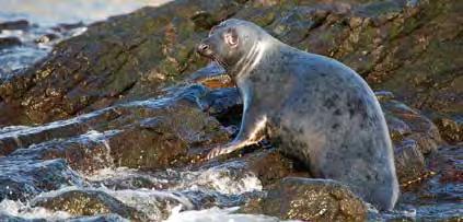 HAVERT OG STEINKOBBE Foto: M. Poltermann Havert Halichoerus grypus Grey seal Familie: Phocidae Størrelse: Hanner: 2,3 m lange og over 3 kg. Hunner: opptil 1,9 m og 19 kg.