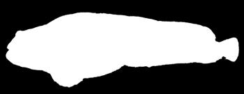 steinbitartar til saman) Flekksteinbit Anarhichas minor Spotted wolf-fish Familie: Anarhichadidae Maks storleik: 18 cm og 26 kg Levetid: 4 år Leveområde: Barentshavet og spreidd sørover til Nordsjøen