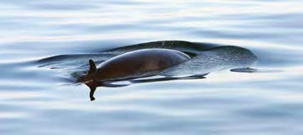 Vågehval Norge fastsetter fangstkvoter for vågehvalbestandene ved hjelp av en forvaltningsprosedyre utviklet av vitenskapskomiteen i Den internasjonale hvalfangstkommisjon (IWC).