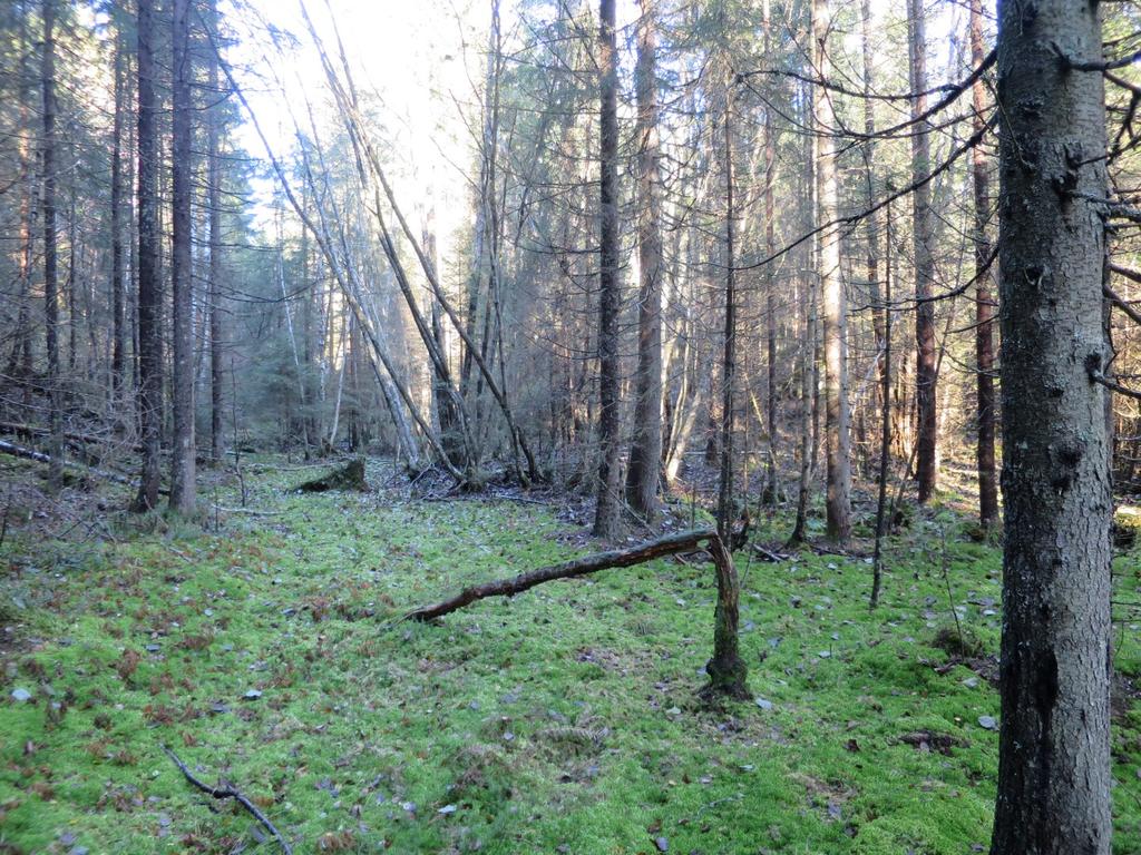 med intermediær sumpskog med gran og svartor og en