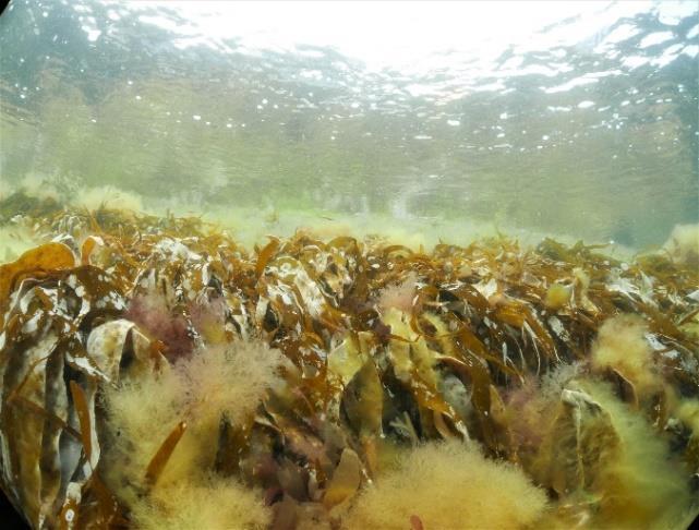 Deretter registreres alle fastsittende alger og fastsittende/sakte bevegelige dyr semikvantitativt.