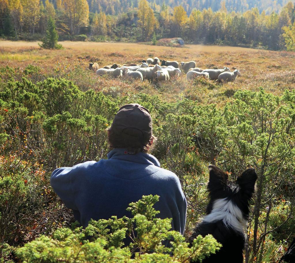 Pass godt på ETTER beiteslipp: - Sånn gjør vi det! Tilsyn på utmarksbeite kan også være særdeles trivelig. Her er Johan Bergerud i jobb.