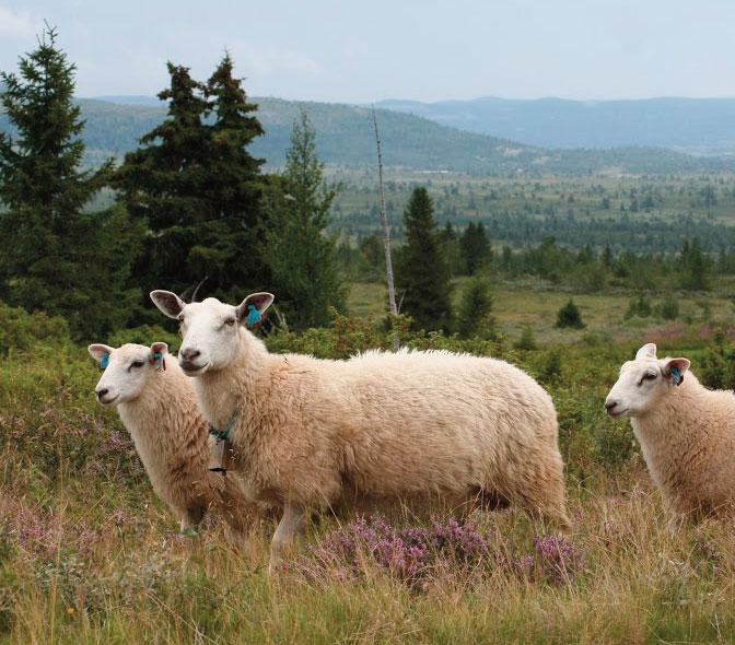 Tema beiteslipp Gode råd for god dyrevelferd Vanskelig å kontrollere dyrevelferd langt til skogs og til fjells, sier du? Helt klart.