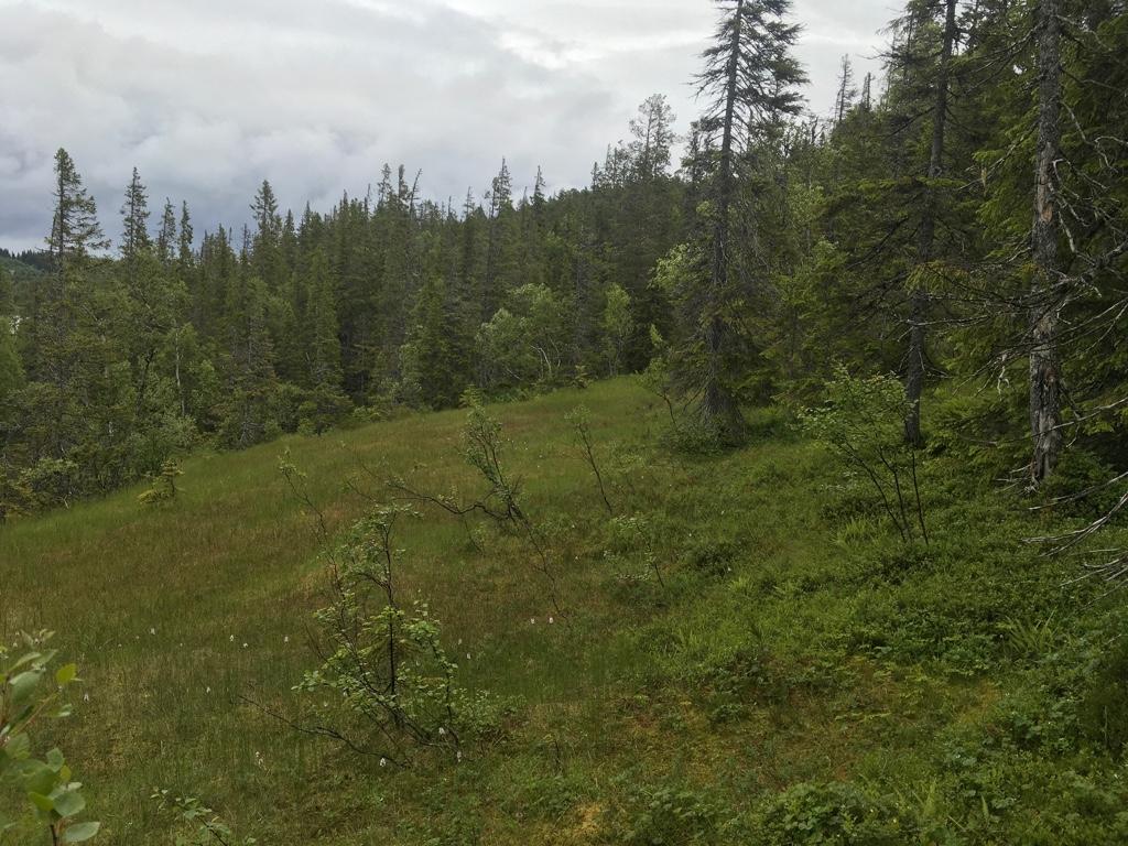 Foto: Kristin Wangen Her er skogen i sein